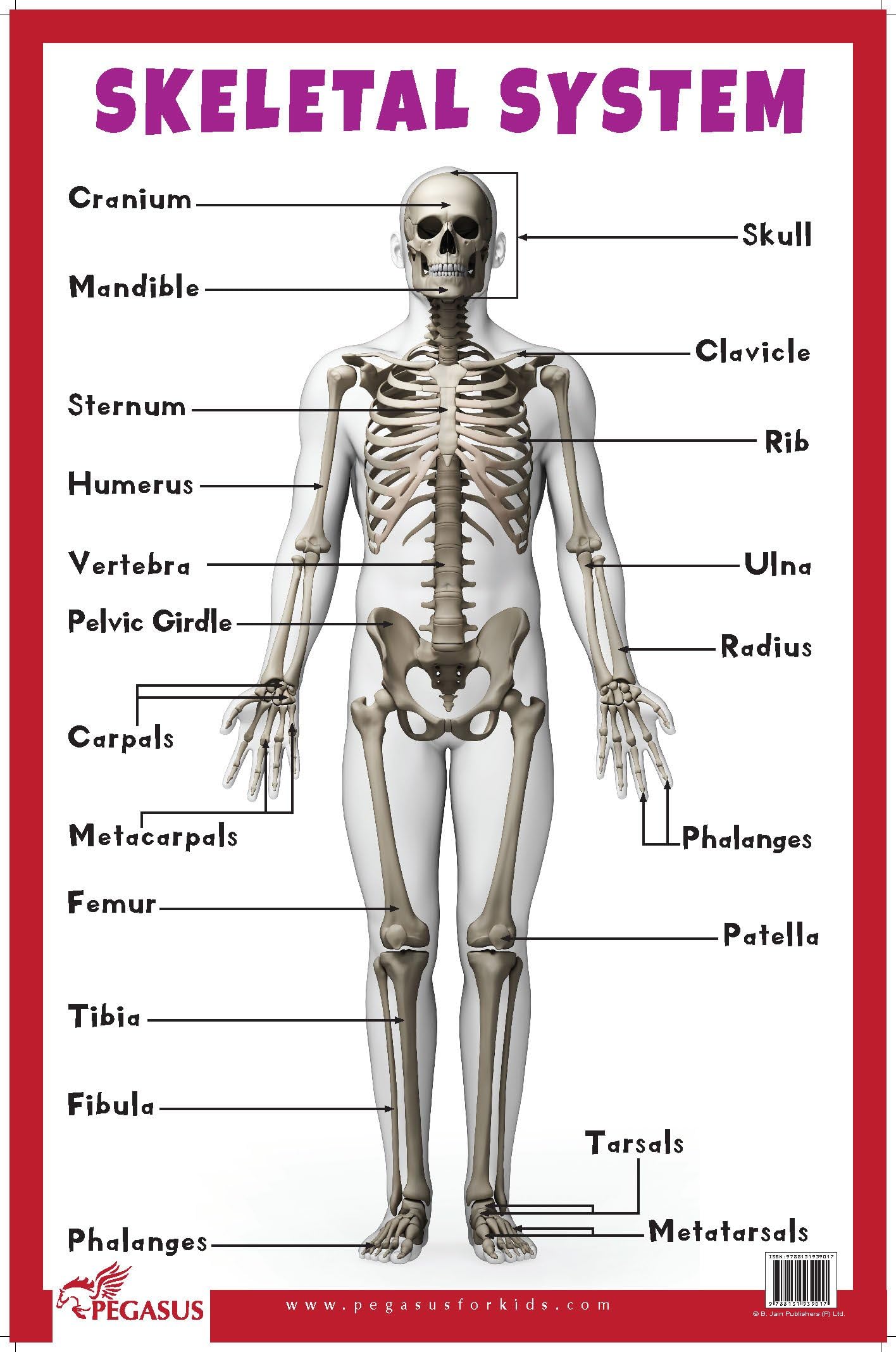 Skeletal System: Human Body Chart Poster – November 6, 2019