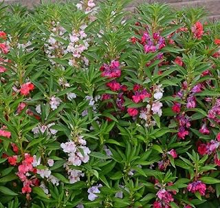 Beautiful Garden Plant Seeds 100 Pcs Camilia Flowered Balsam Flower Seed Mix