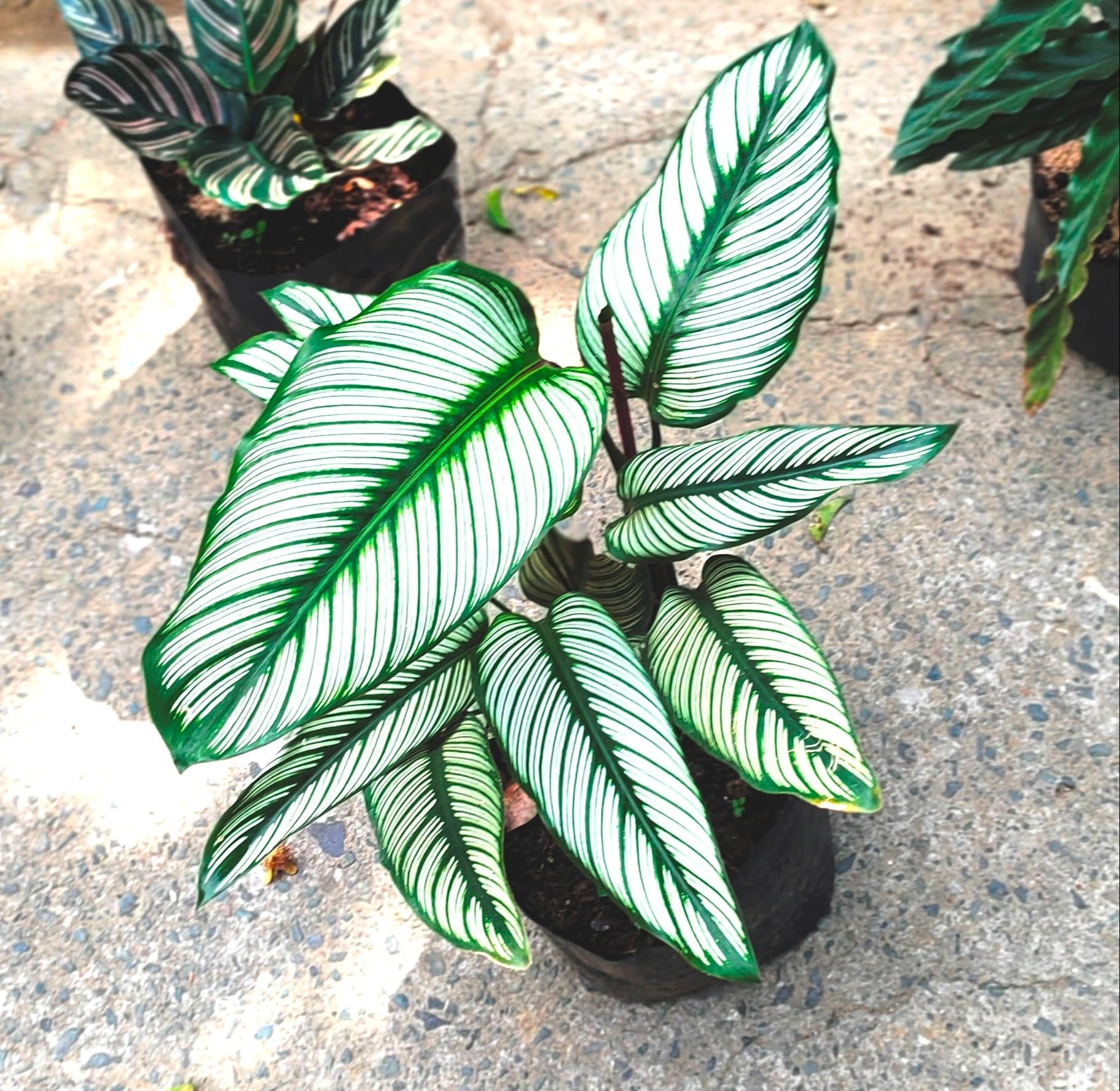 Calathea Majestica White Star, Live Indoor Plant, Decorative Striped  Foliage : Amazon.in: Garden & Outdoors