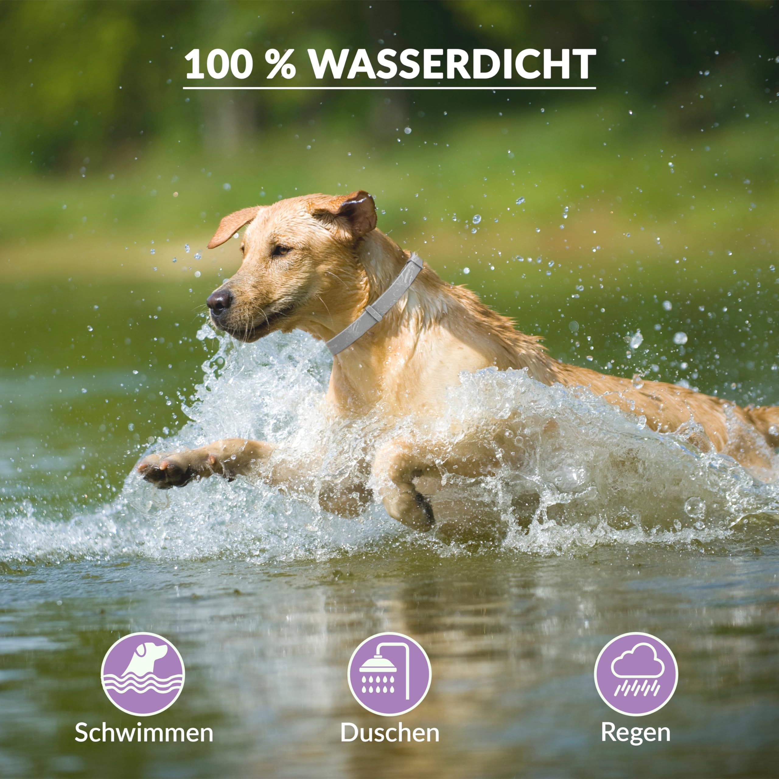 Animal Vita® Lavendel Zeckenhalsband für Hunde [Effektiver Schutz vor Ungeziefern] wasserdicht und verstellbar - bis zu 8 Monate Zeckenschutz mit 100% natürlichen Inhaltsstoffen, Lavendel