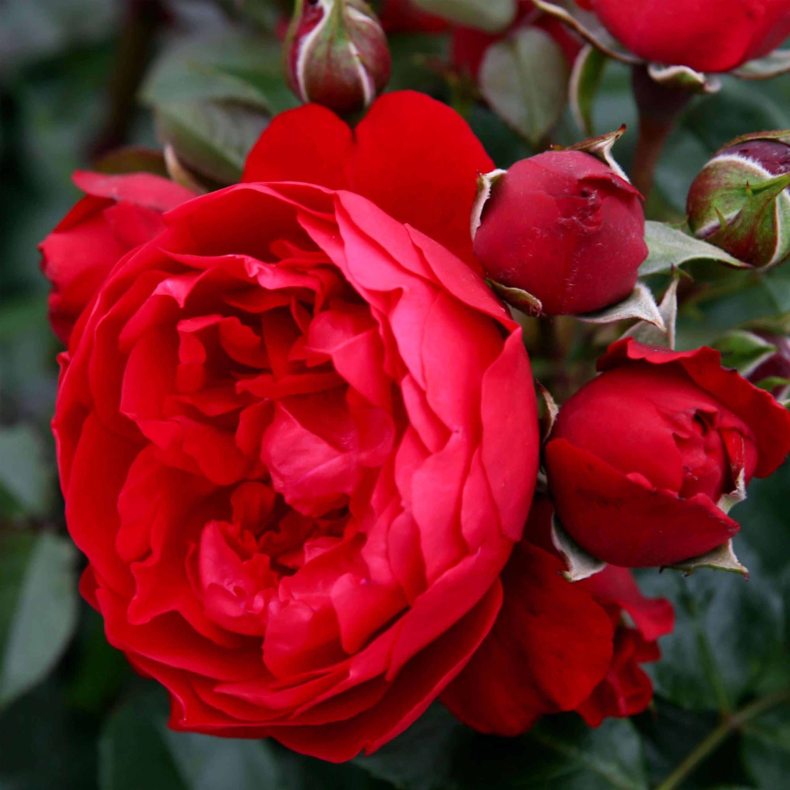 Heirloom Climbing Roses Florentina