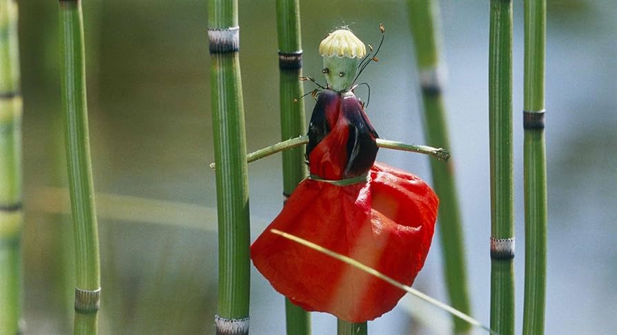 その他 Wunder der Natur (4-Dvd-Box) [Import anglais] qqffhab Amazon.com: Wunder der Natur (4-DVD-Box) : Movies & TV