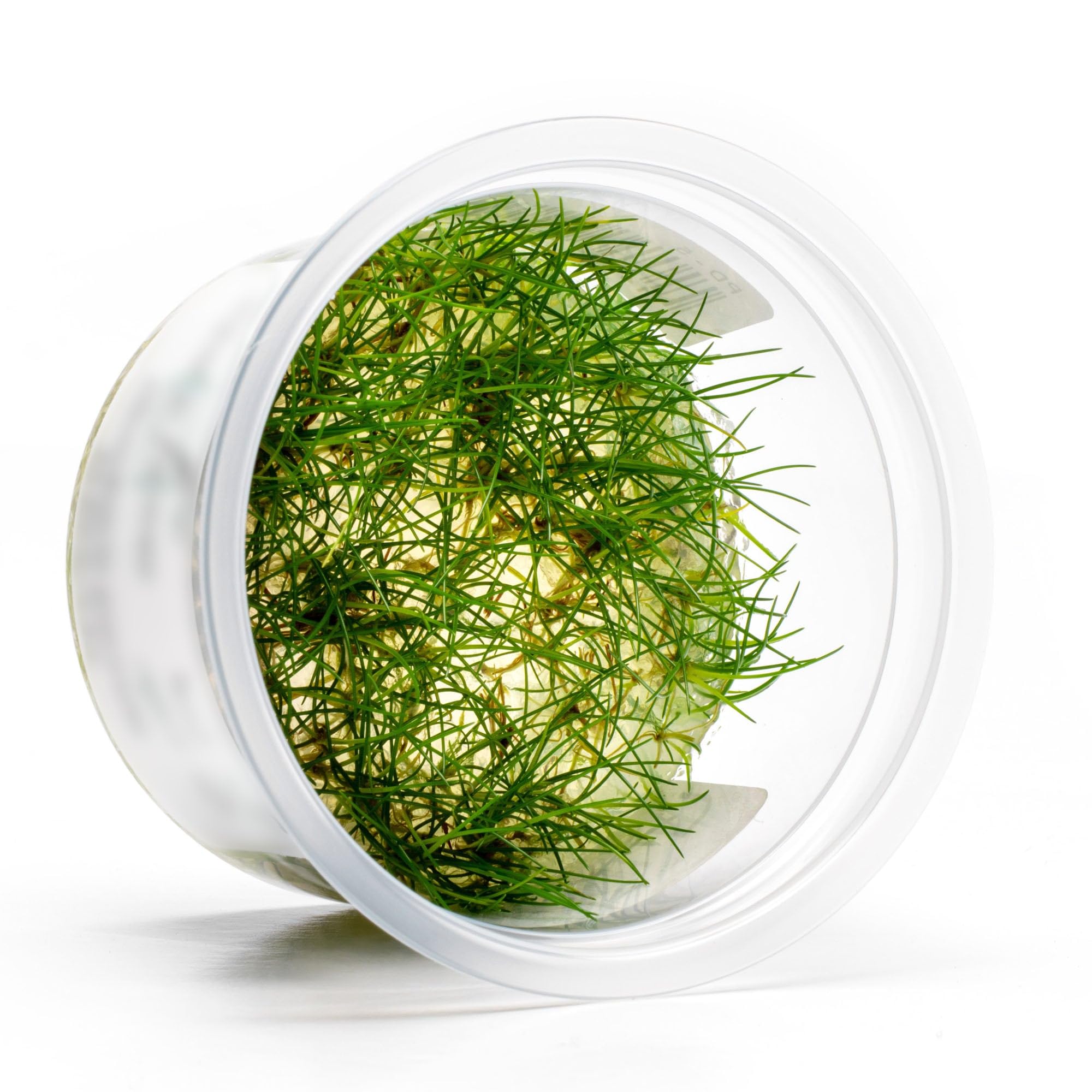 SubstrateSource Eleocharis parvula
