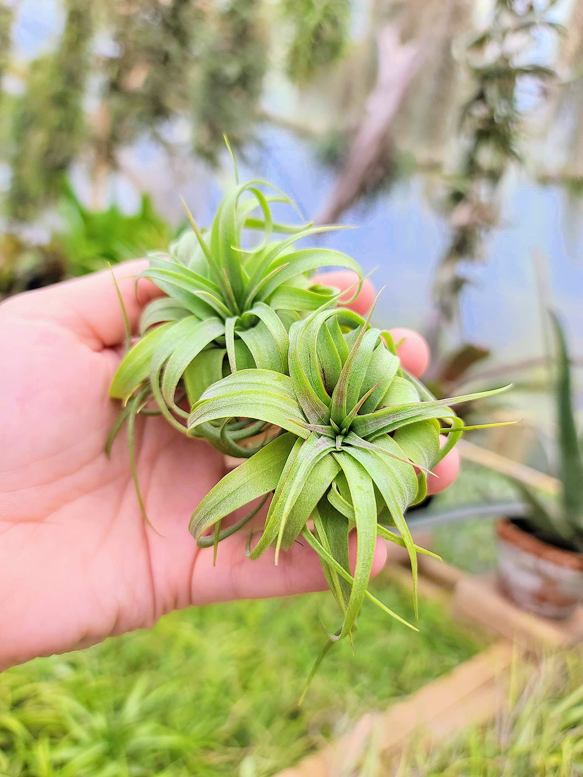 air plant stand DIY Terrarium Air Plant Kit - Green Moss main image 0