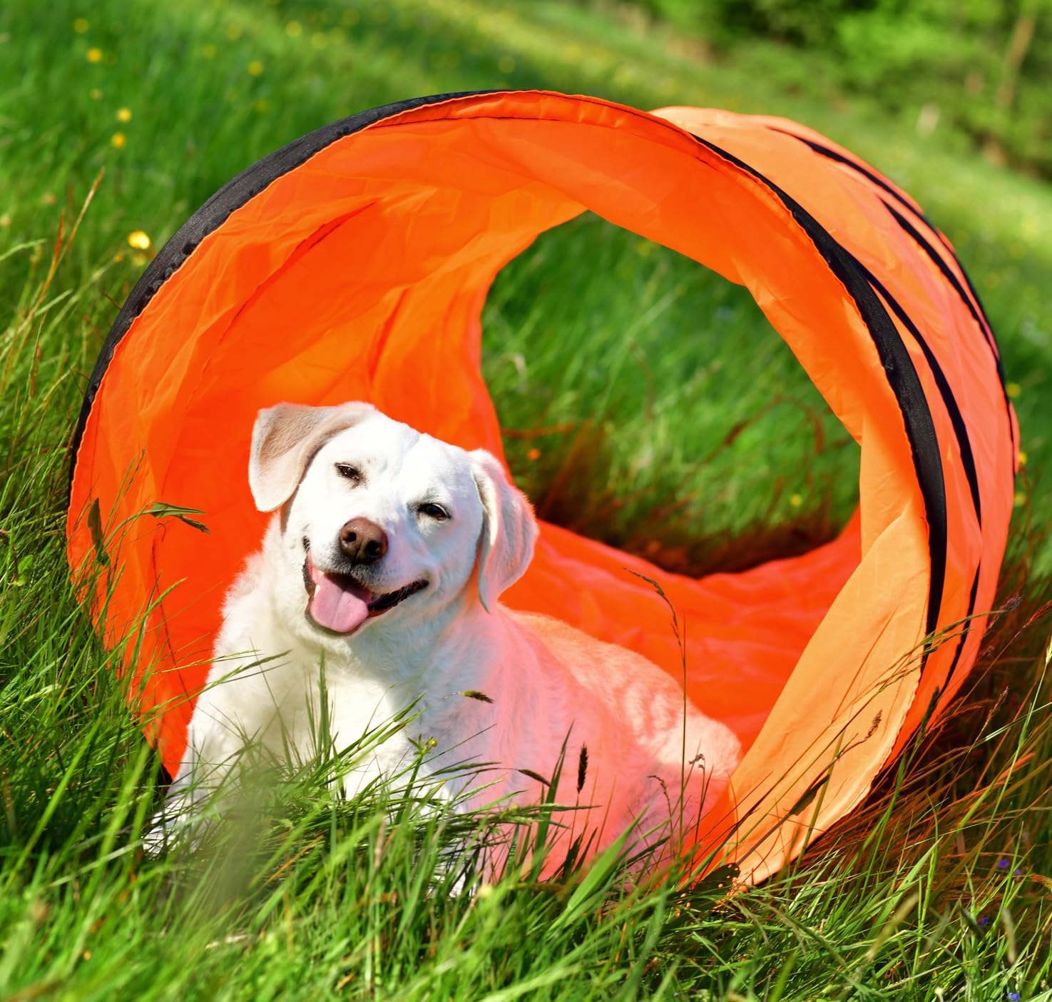 PfotenWunder® Tunnel d'agilité professionnel 3 m XXL pour chiens