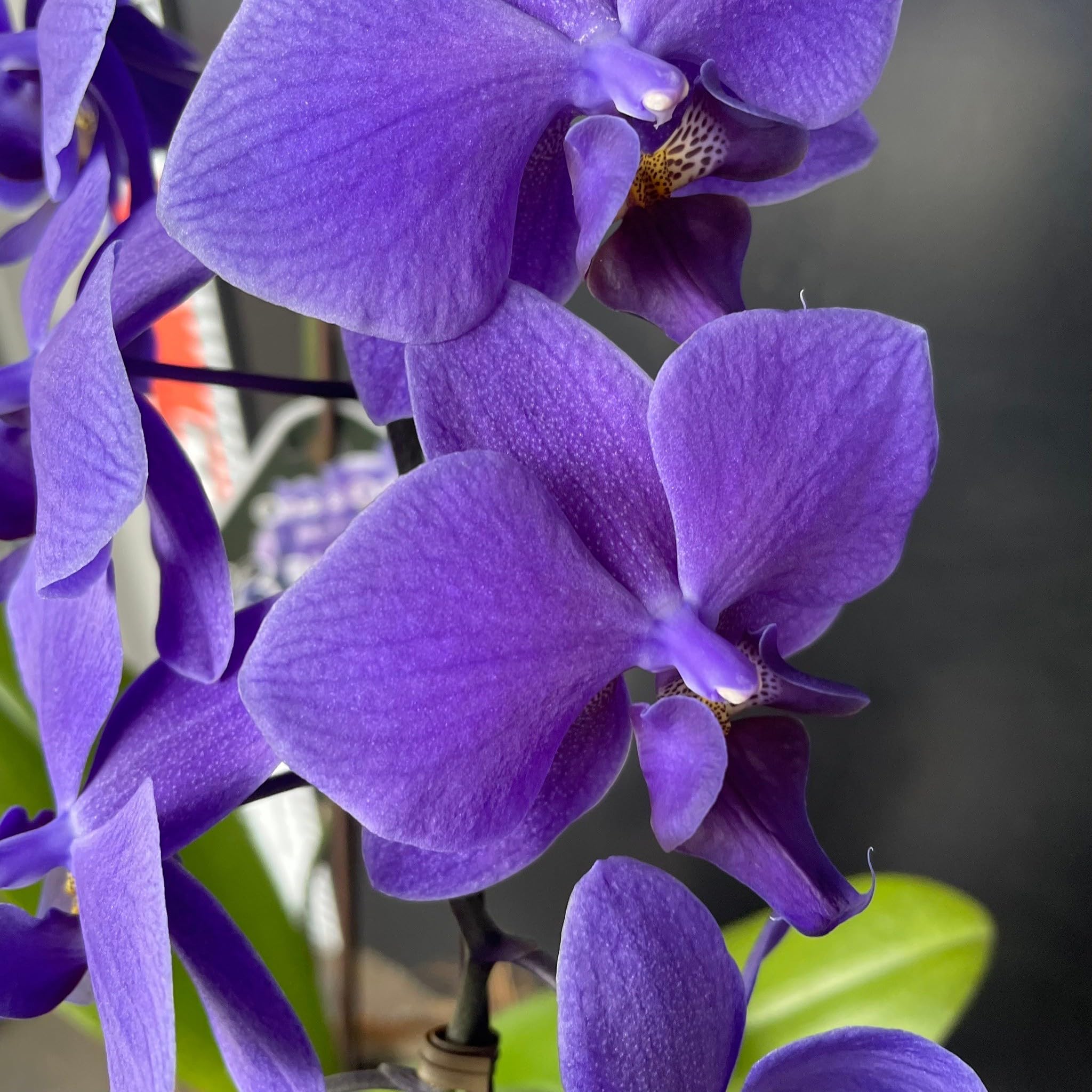 Amazon｜ミディ胡蝶蘭 Blue Gene（ブルージーン）3本立ち/花 ギフト