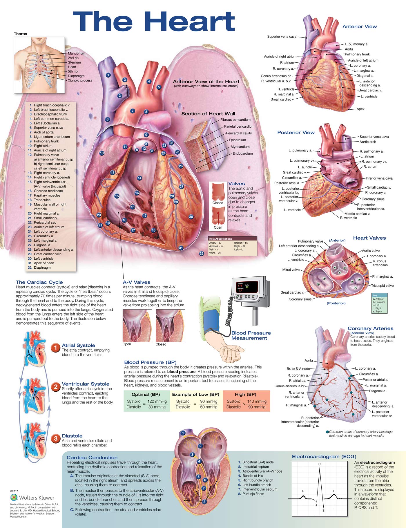 The Heart