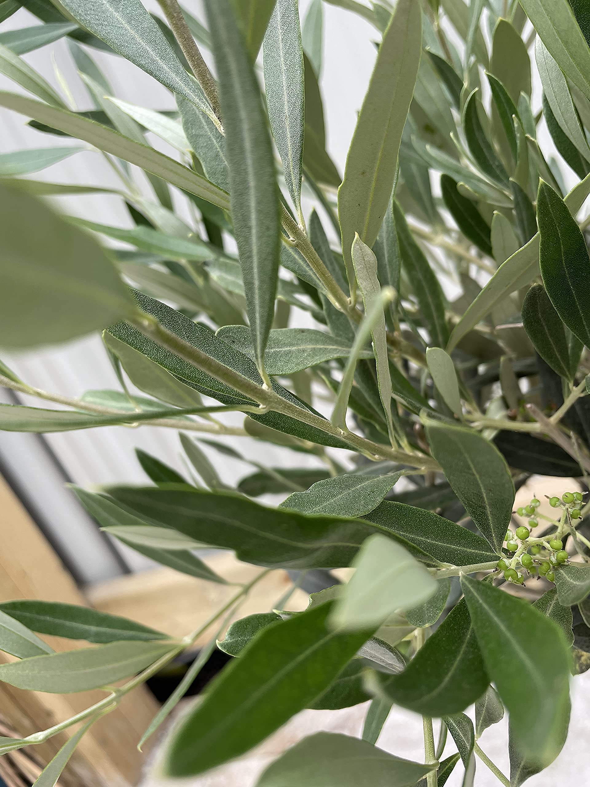 Buy Olive Tree 1m1.1m Tall Potted Patio Hardy Tree Olea Europea