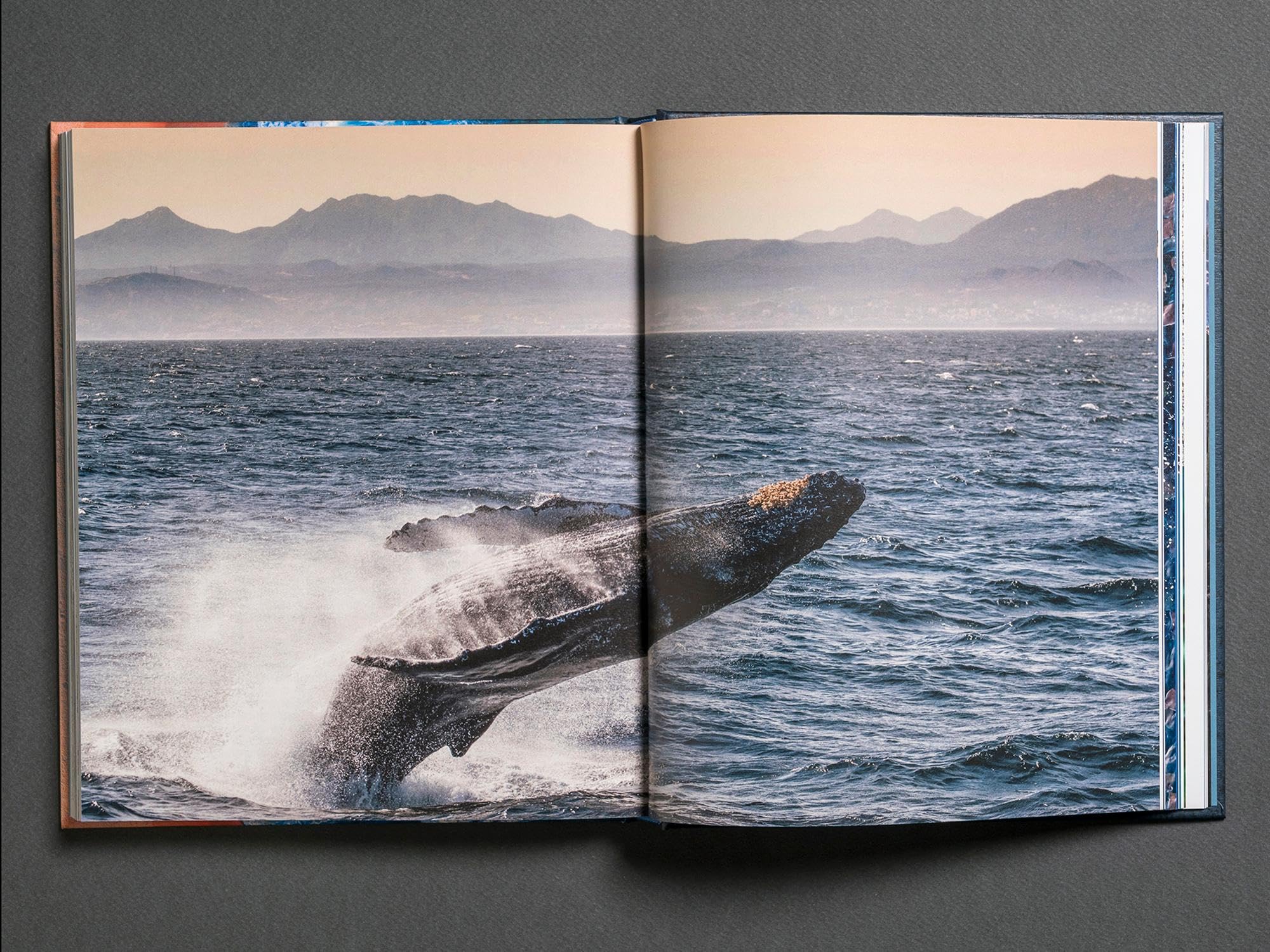 Baja California Península. La penisola più affascinante e inesplorata d’America