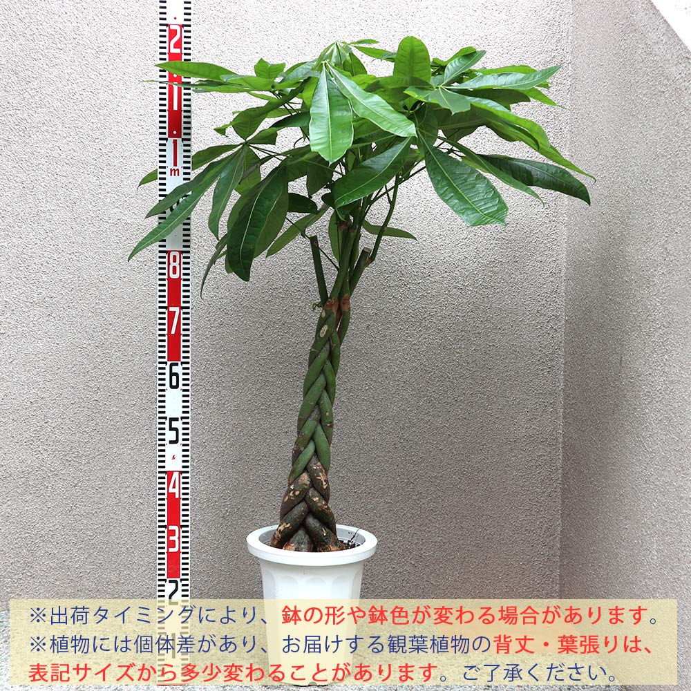 Amazon｜ITANSE パキラ (編み) 観葉植物 大型 8号プラスチック鉢