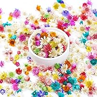 OXDFK 300 PCS Mini Dried Flowers for Resin - Natural Small Dried Flowers Bulk for Crafts, Jewelry, Candles, Soap & DIY Art