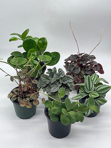 Miniatura 5 de BubbleBlooms Juego surtido de Peperomia, 6 peperomias diferentes en macetas de 4 pulgadas que la elección del cultivador puede incluir sandía,