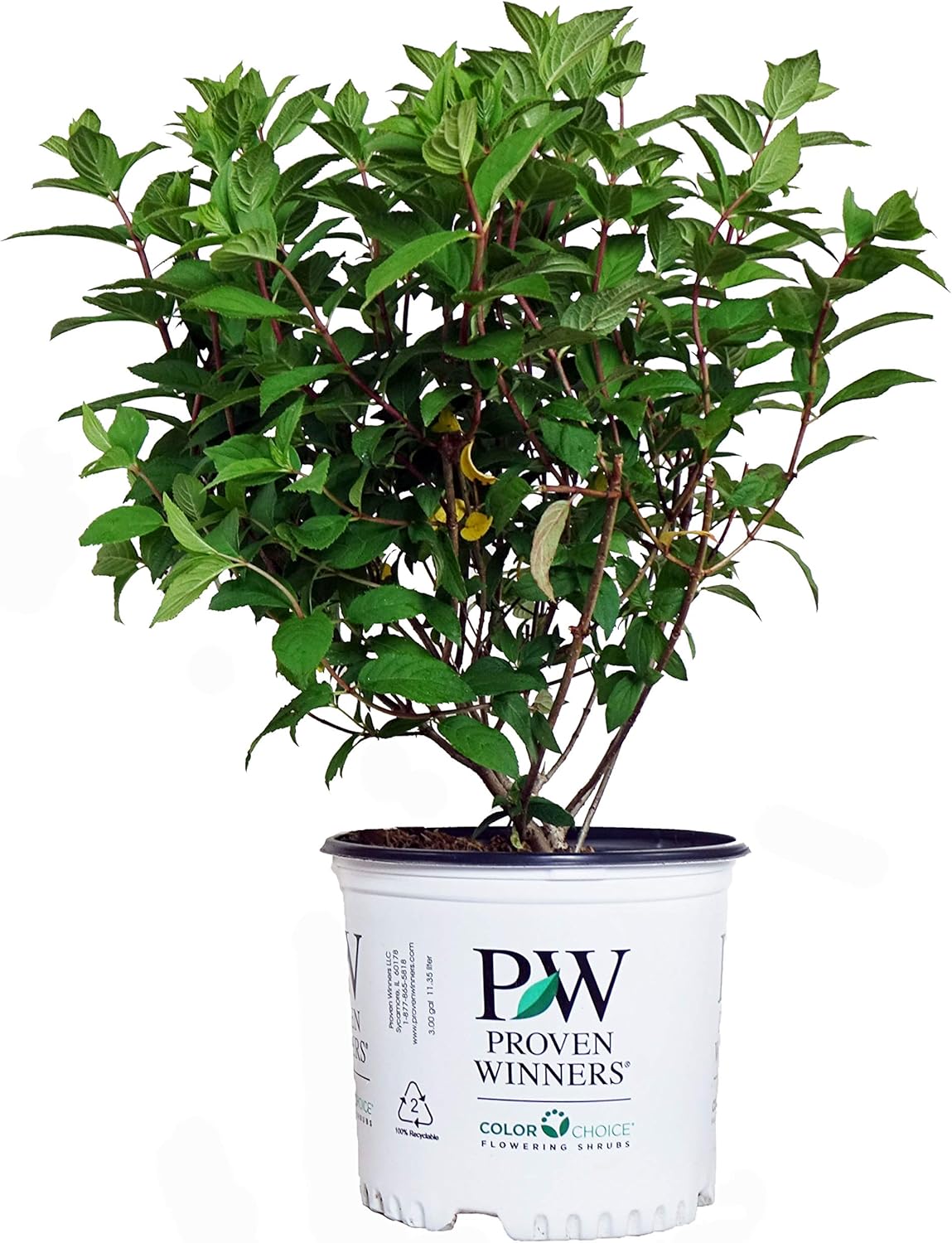 Proven Winners - Hydrangea pan. Fire Light (Panicle Hydrangea) Shrub, white & red flowers, #3 - Size Container