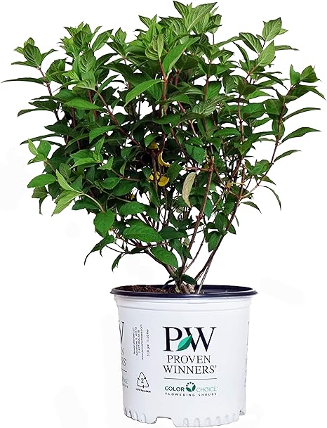 Proven Winners - Hydrangea pan. Fire Light (Panicle Hydrangea) Shrub,