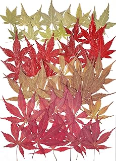 48pcs Real Dried Pressed Maple Leaves for Craft Resin Jewelry Making (Maple Leaves)