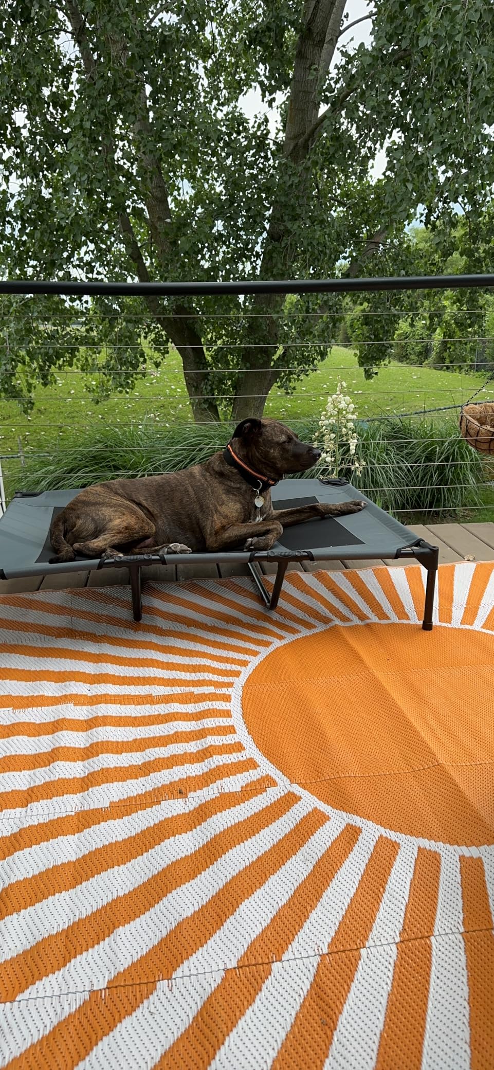 PupHut Outdoor Raised Dog Bed – XL Size Lounger with Shade Canopy