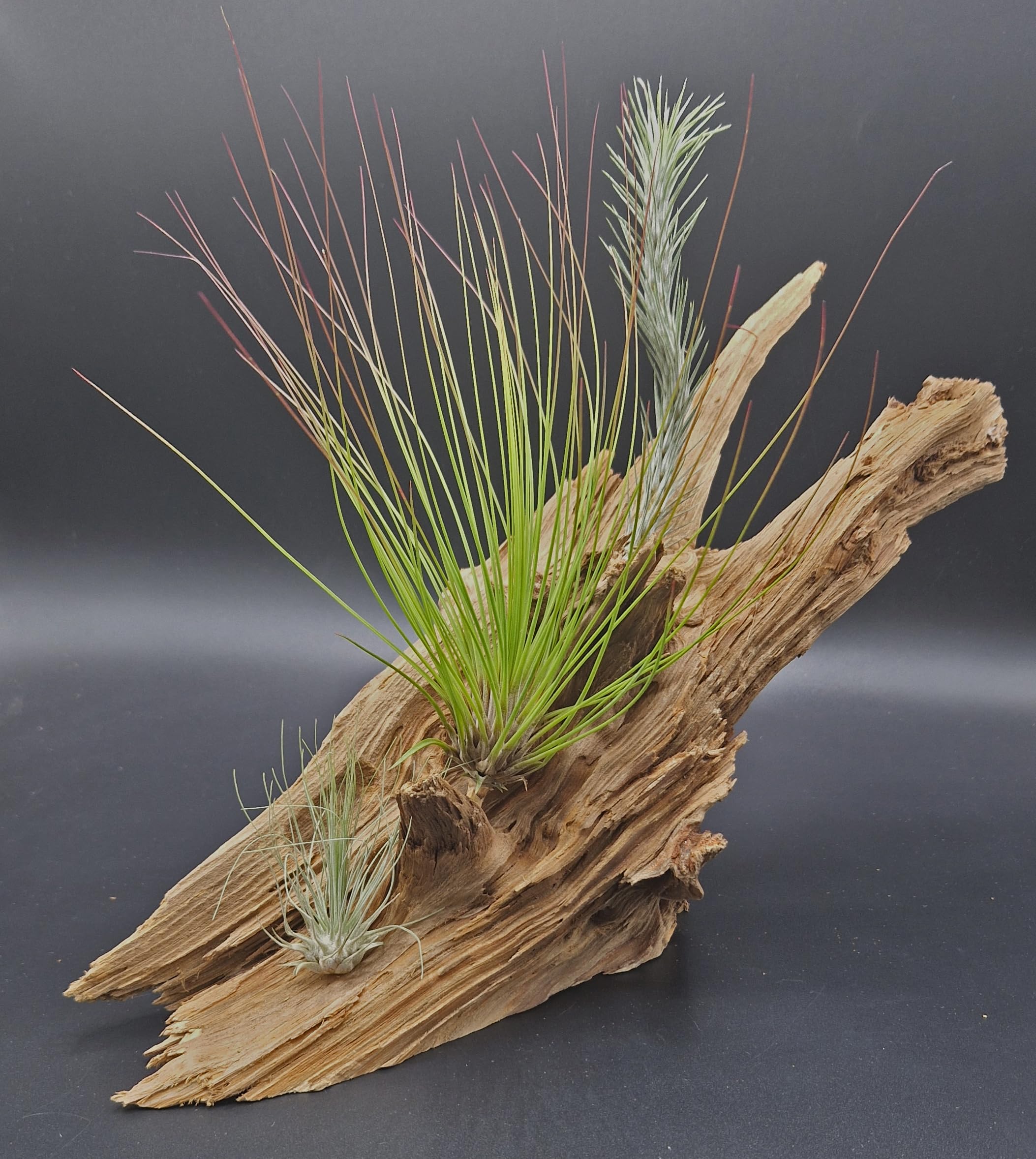 Ensemble insolite de 3 tillandsias