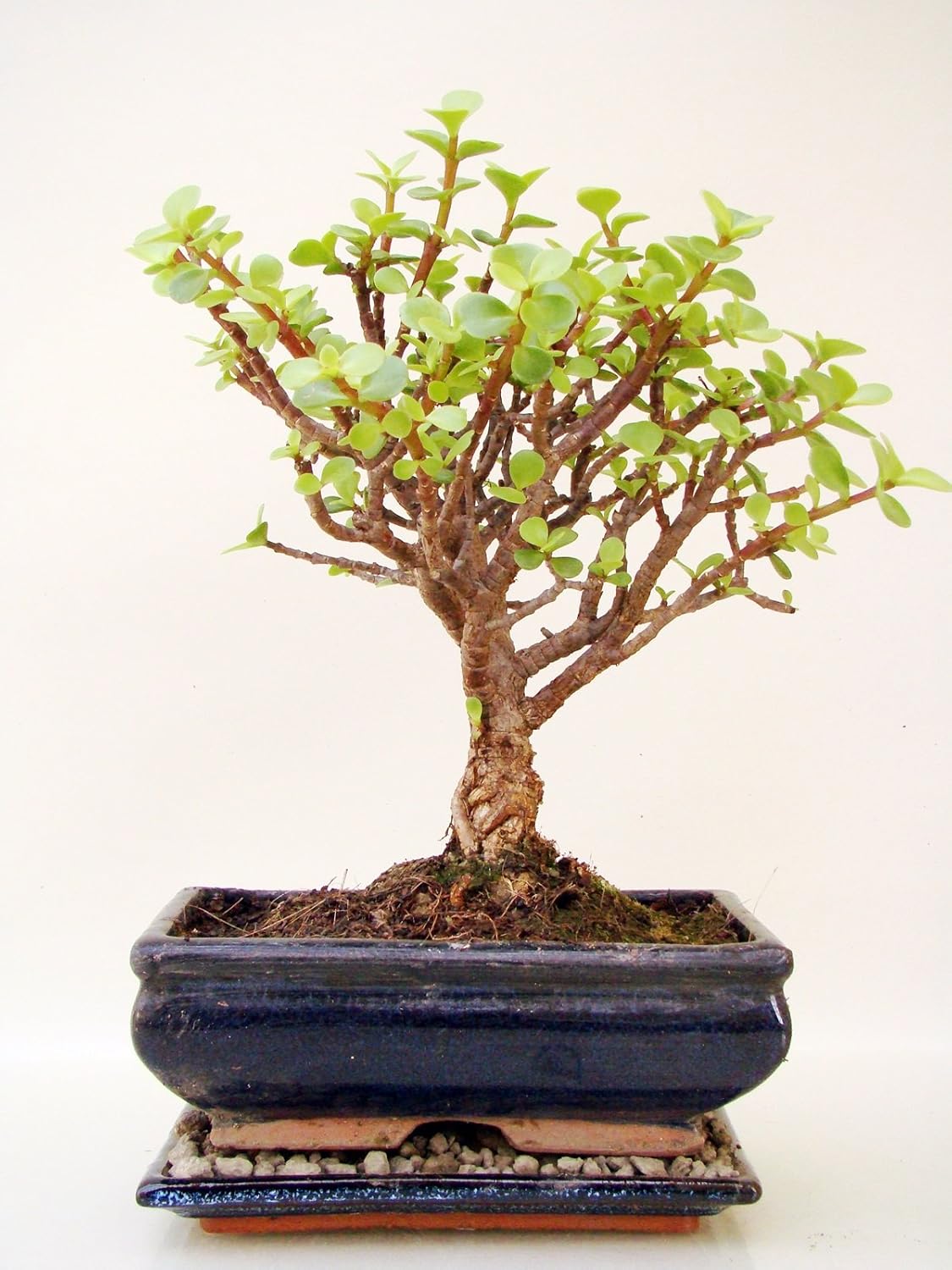 Bonsai Jadebaum (Crassula), ca. 9 Jahre alt, ca. 30 cm hoch Amazon.de