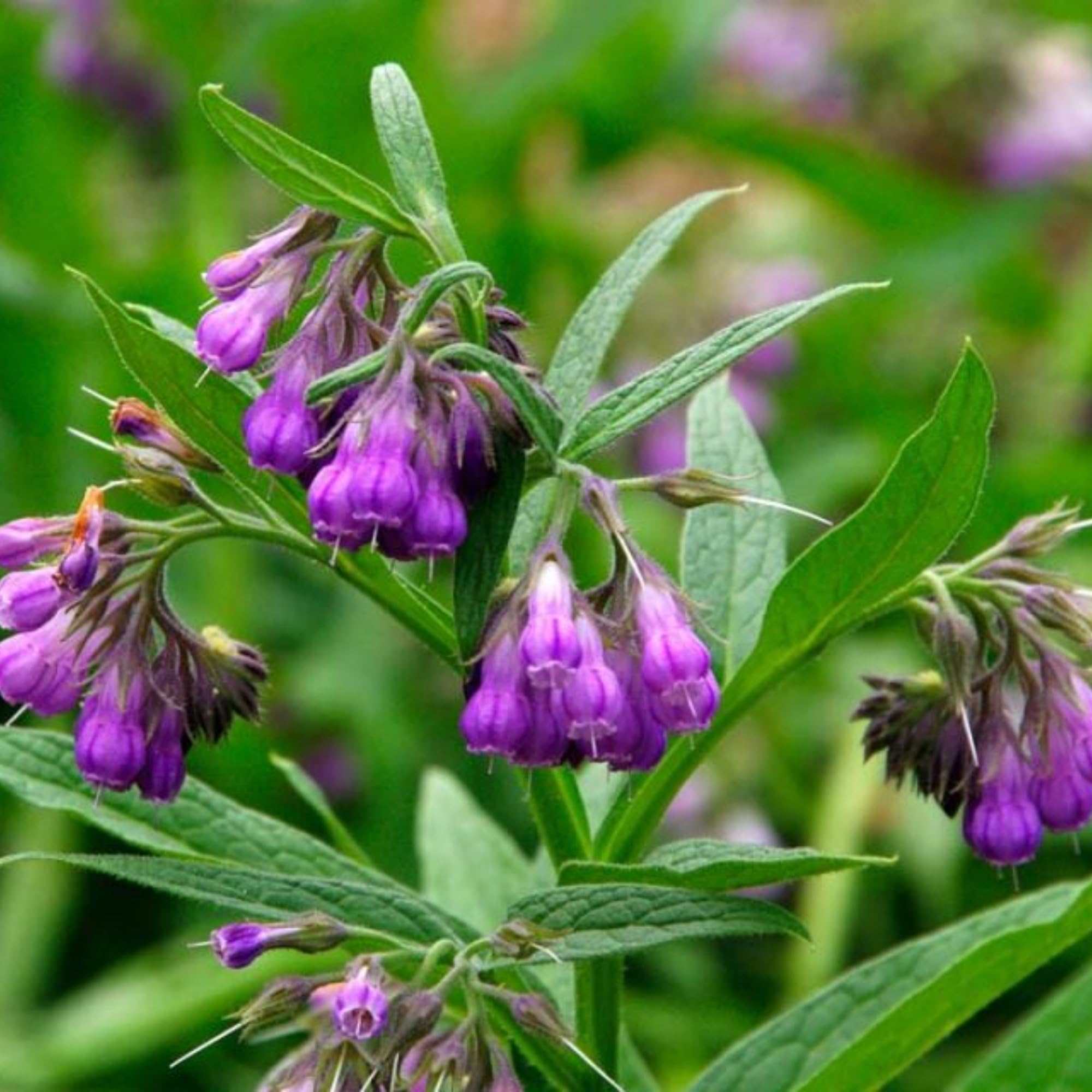 100 Symphytum Officinale Comfrey Seeds - Perennial Symphytum Officinale Comfrey Herb Non-GMO Heirloom Garden Seeds product thumbnail 6