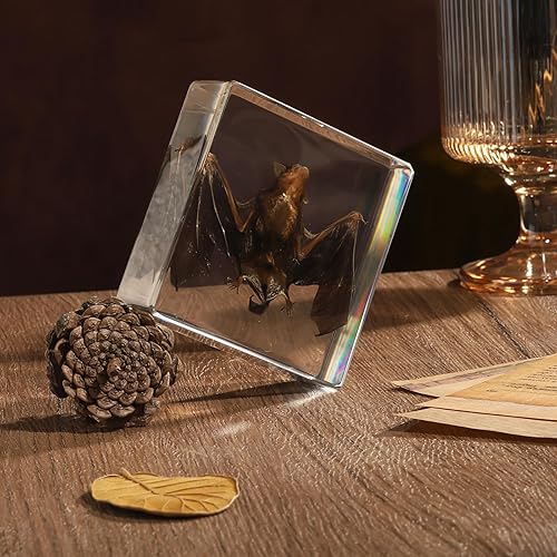 Miniatura 35 de Espécimen de esqueleto de murciélago real en resina para educación científica en el aula, gran regalo para fanáticos de la taxidermia, cráneo