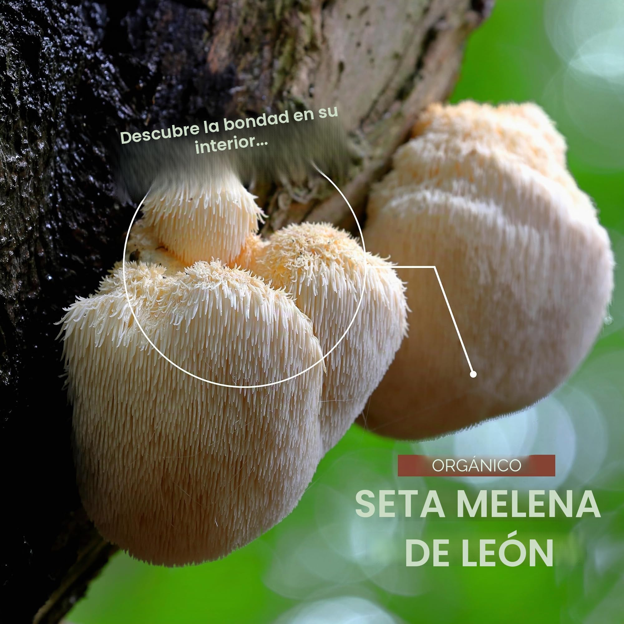 Polvo orgánico de melena de león 100 g, polvo puro de hericio erináceo, bolsa resellable y reciclable, por Alpha01