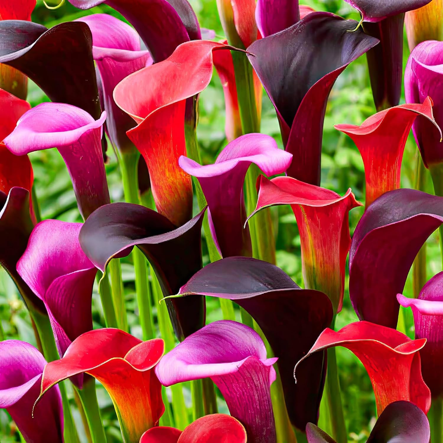 Colección de bulbos de flores de lirio de cala morado, negro y rojo, bulbos de Zantedeschia, 5 piezas reales y grandes que tienen más de 5 flores, ideales para la maceta, de Holanda