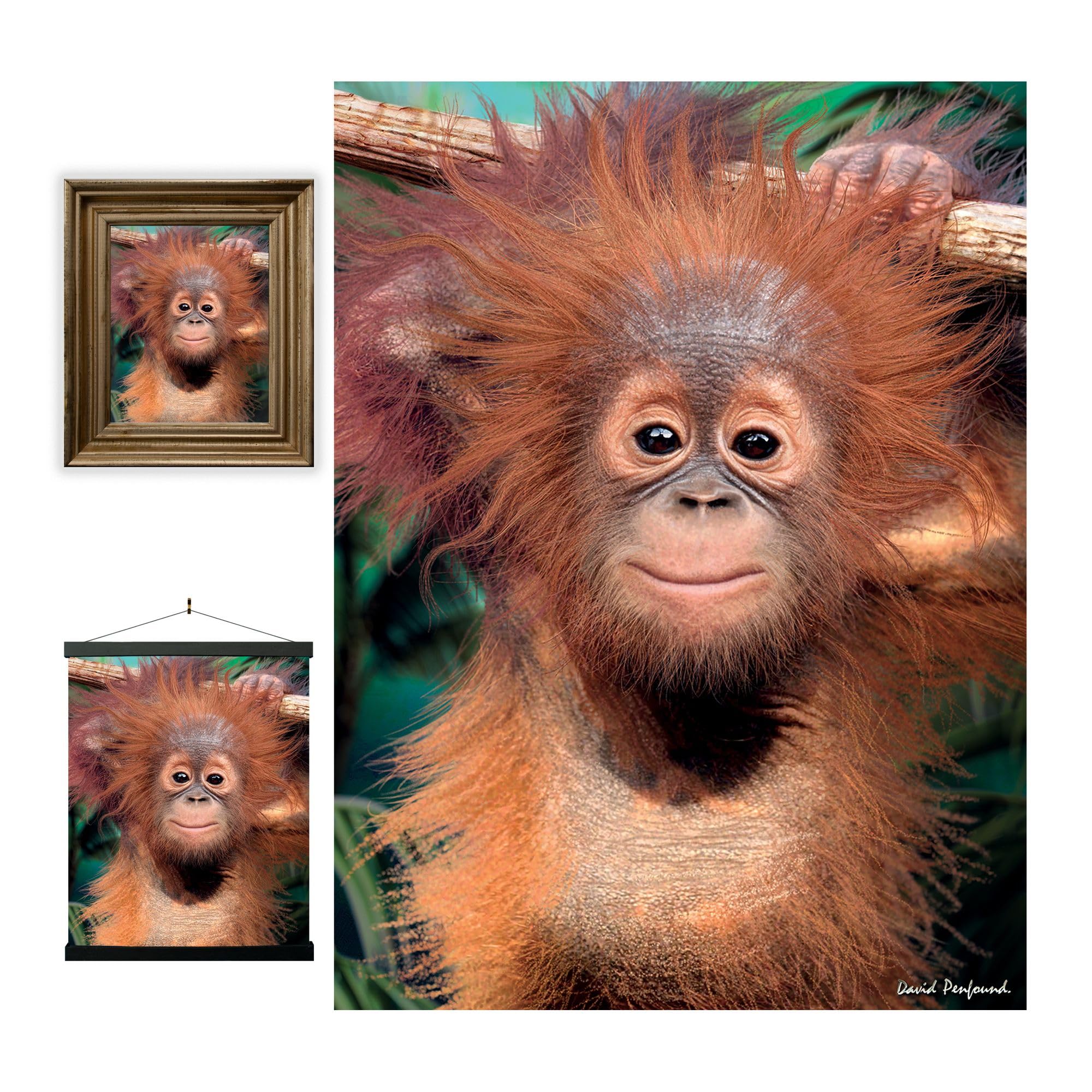 3D LiveLife Lenticular Pictures - Baby Orangutan from Deluxebase. A3 Unframed Deep 3D Effect Animal Wall Art for Living Room, Bedroom or Kitchen. Unique Orangutan Print Poster for Home Decor.