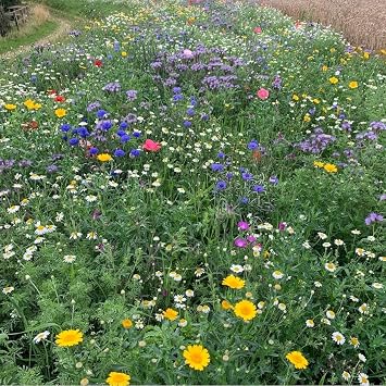 UK Native Wild Flower Seed Mix for Bee's & Butterflies - 100% Wildflower Seeds - Garden Lawncare Guy 50g