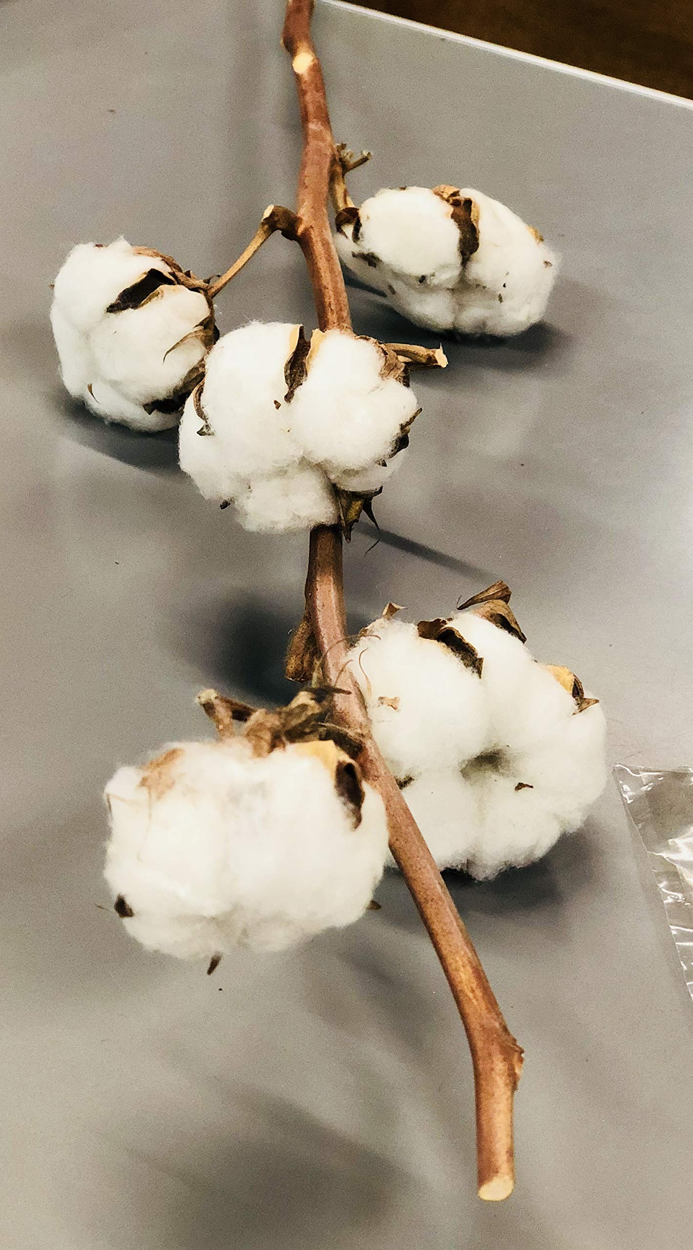 Amazon | PURIZA コットンフラワー 綿の木 国産 ホワイト クリスマス花