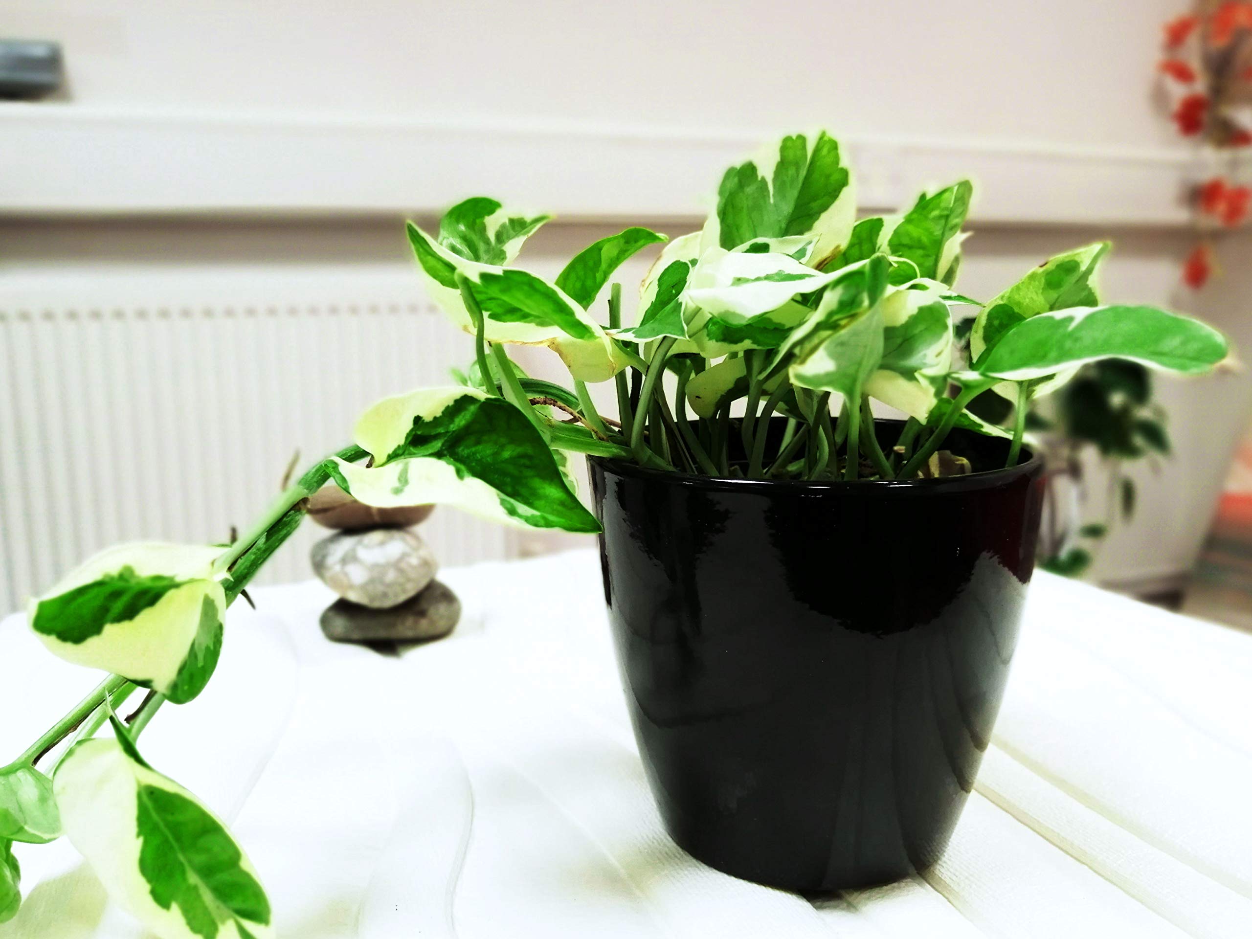 Easy PlantsTeufelsfeu Golden Pothos Efeu Arum Zimmerpflanzen in Keramik  schwarz hoher Tubus Topf & Herbstgold Kies-Aufsatz : Amazon.de: Kche,  Haushalt & Wohnen