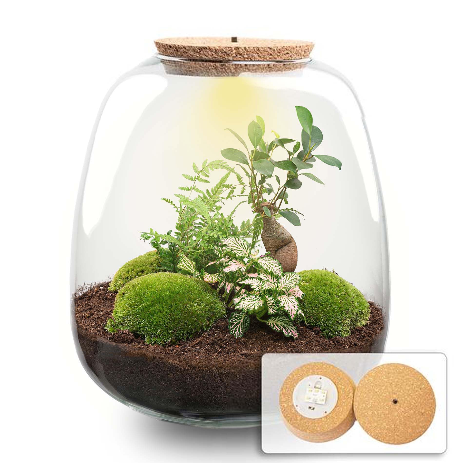 urbanjngl - Emma - Bonsai Red - Flaschengarten mit Licht - DIY Terrarium mit Pflanzen im Glas - Ø 23 cm ↑ 25 cm