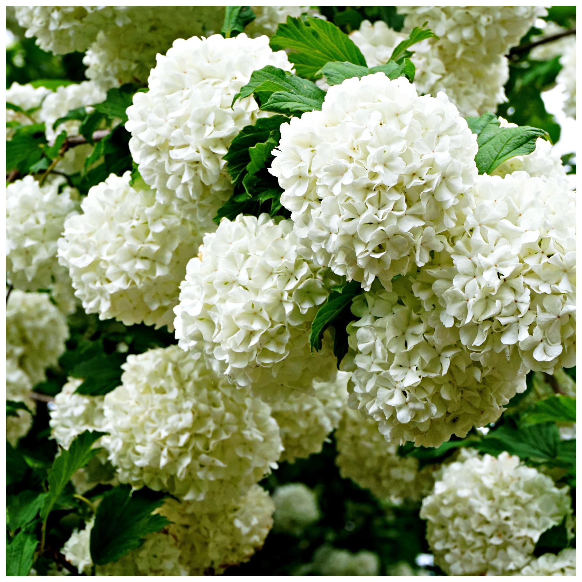 Viburnum opulus 'Roseum' Plant, 2L Pot, 3fatpigs®