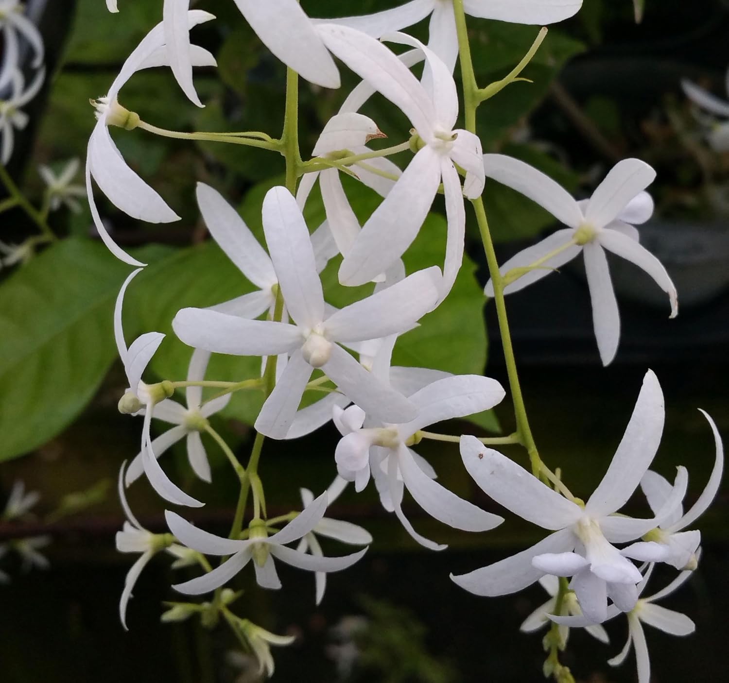White Queens Wreath Sandpaper Bluebird Vine -Petrea volubilis 'Alba' - Live Plant - Hanging Flower Clusters - Emerald Goddess Gardens - Starter Sz 4 Inch Pot
