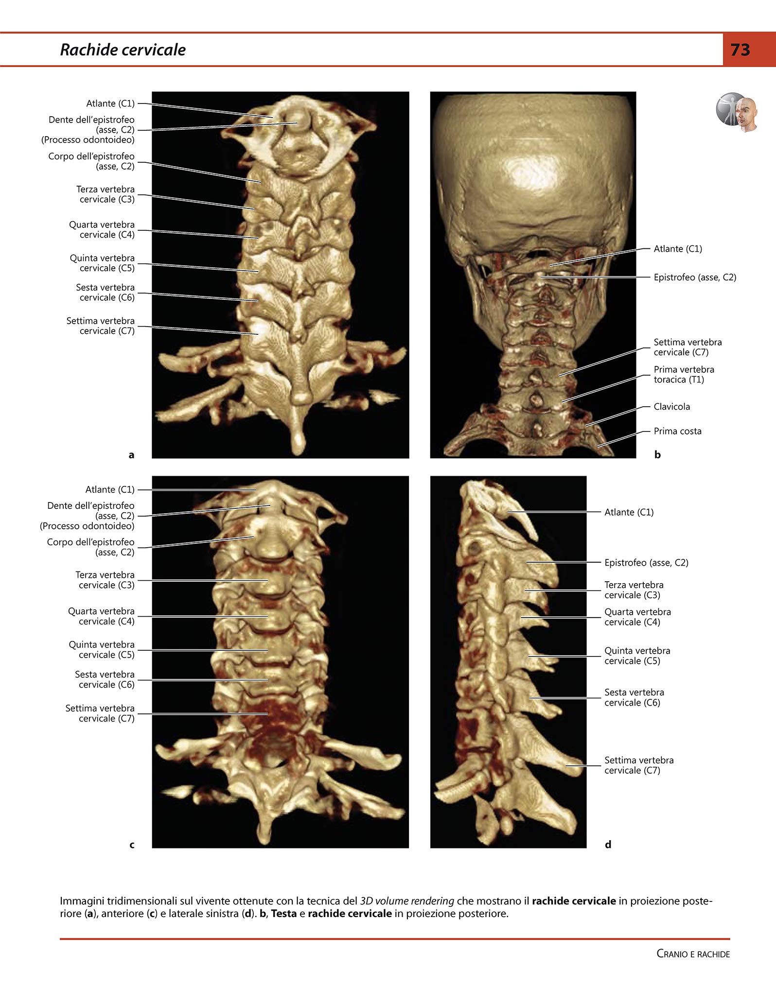 Anatomia umana. Atlante