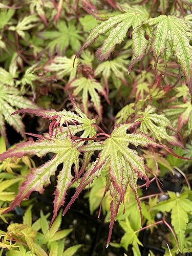 Miniatura 9 de Phantom Flame - Arce japonés blanco con puntas de hojas rojas - Árbol vivo de 2 años