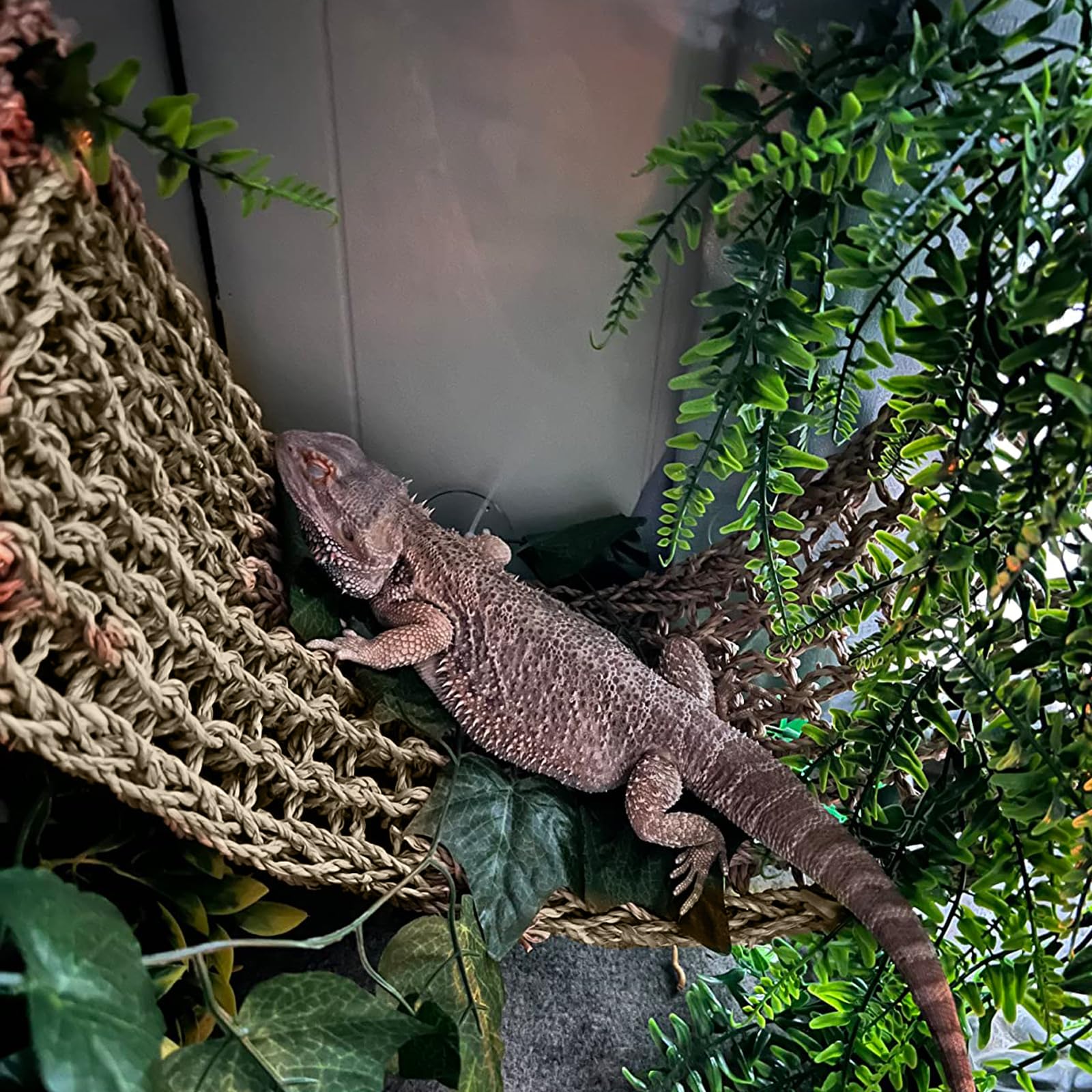 2 Stück Bartagamen-Hängematte, groß, 76,2 x 17,8 cm, Reptilien-Hängematte, Eidechsen-Hängematte, Bartdrachen, Kletter-Lebensraum, Tankzubehör, Reptilienbrücke für Chamäleon-Einsiedler