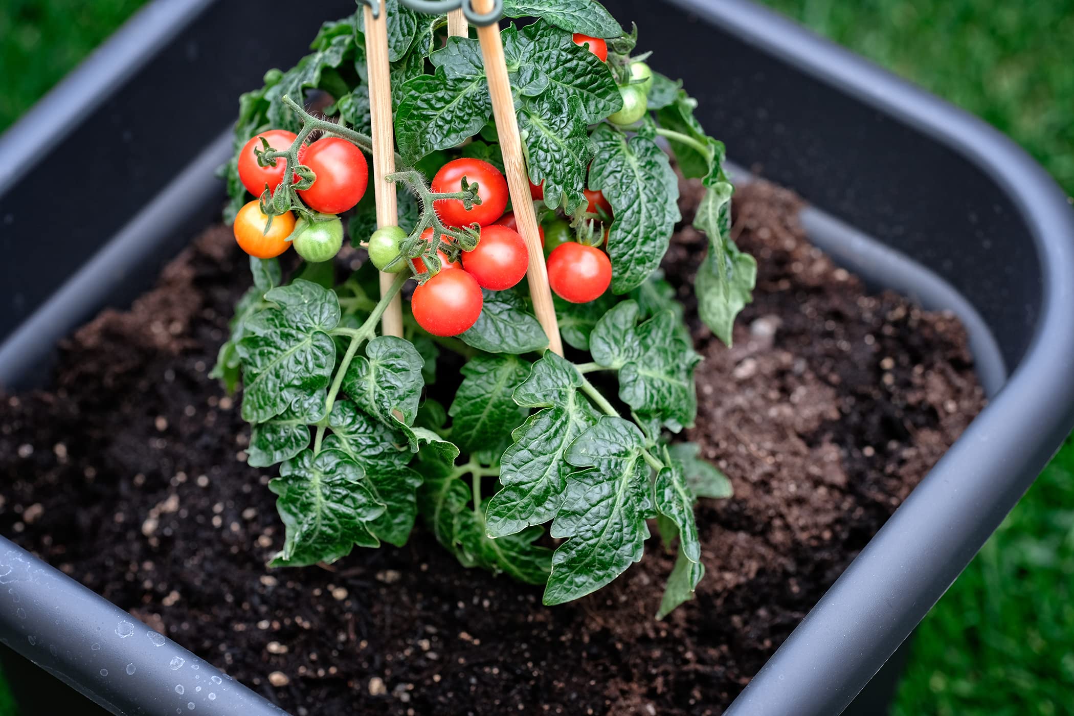 BigDean 100x Pflanzstbe aus Bambus - Rankhilfe Tomatenstangen Holz  Rankstbe Bambusstbe 90 cm Pflanzenstbe Anzuchtstbe : Amazon.de: Garten