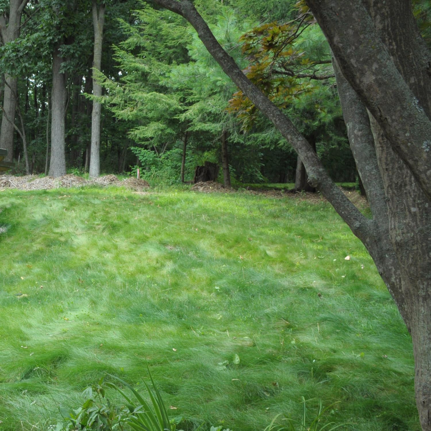 American Meadows No Mow Lawn and Turf Grass Seeds