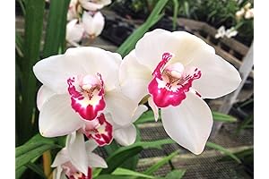 Cym Vanessa Amorosi - Warm Tolerant Cymbidium Orchid Fall Bloomer (inbud)
