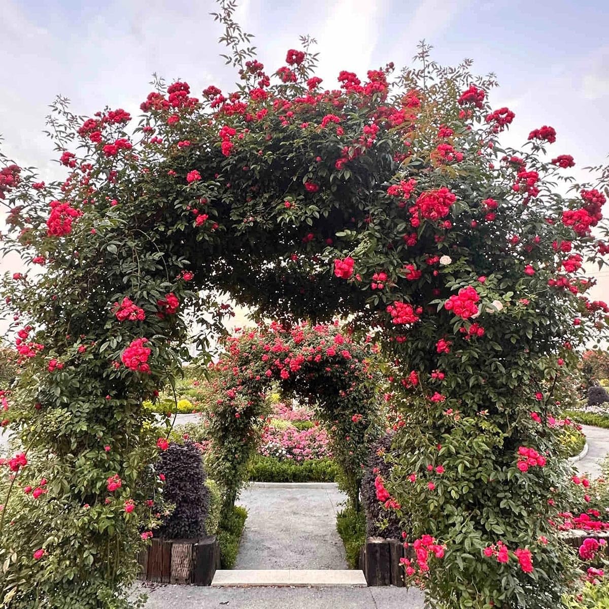 Robusto arco da giardino in metallo bianco, 150 x 320 cm di larghezza, resistente alle intemperie per piante rampicanti, supporto per rose, pergola ad arco decorativo per esterni (larghezza 180 cm x