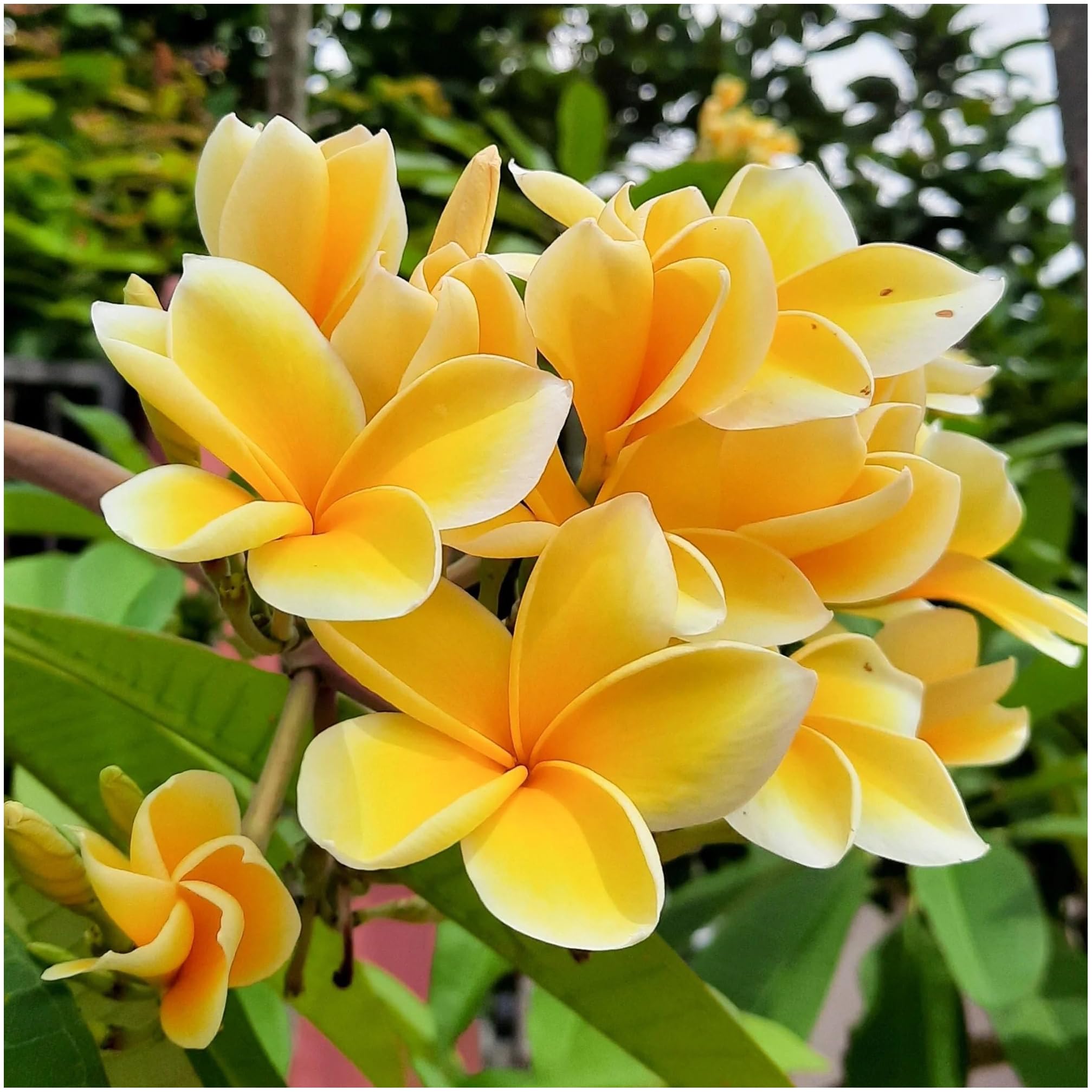 Amazon.com : 3 Pack of Fresh Aztec Gold Plumeria Plant Yellow