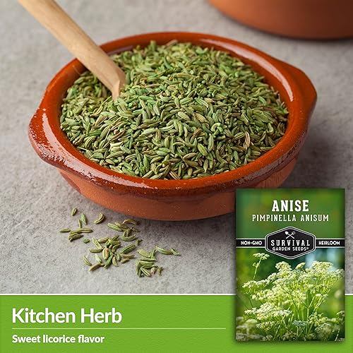 Miniatura 3 de Semilla de anís para plantar  1 paquete con instrucciones para plantar y cultivar anís en el jardín de hierbas de tu hogar  Variedad de reliquia sin