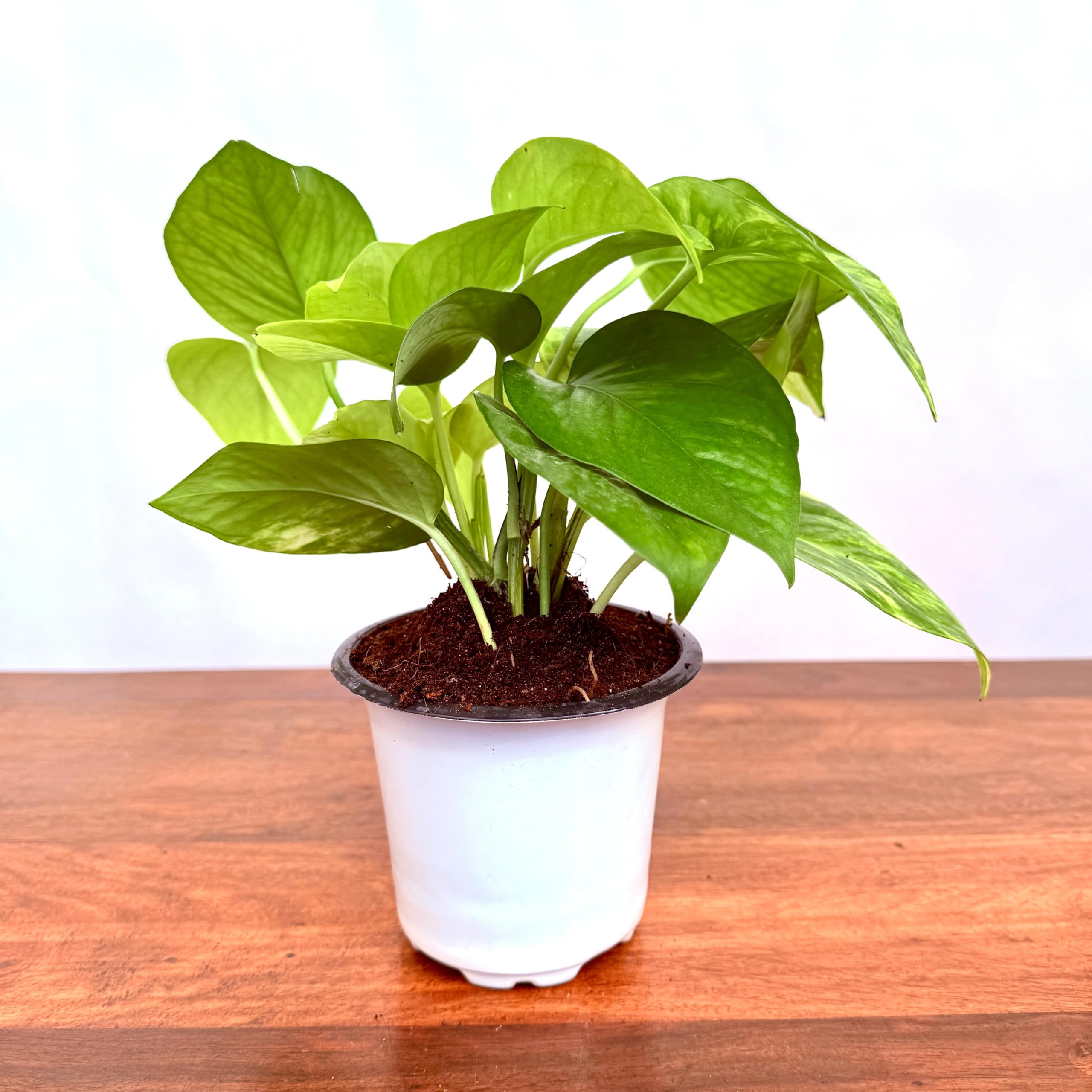 live indoor money plant - air purifying lucky vastu pothos with pot - home & office decor gift (money basic white)
