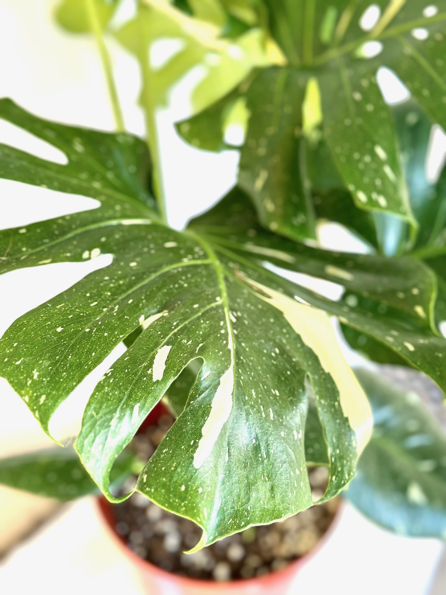 philodendron standleyana cobra Monstera Standleyana main image 1