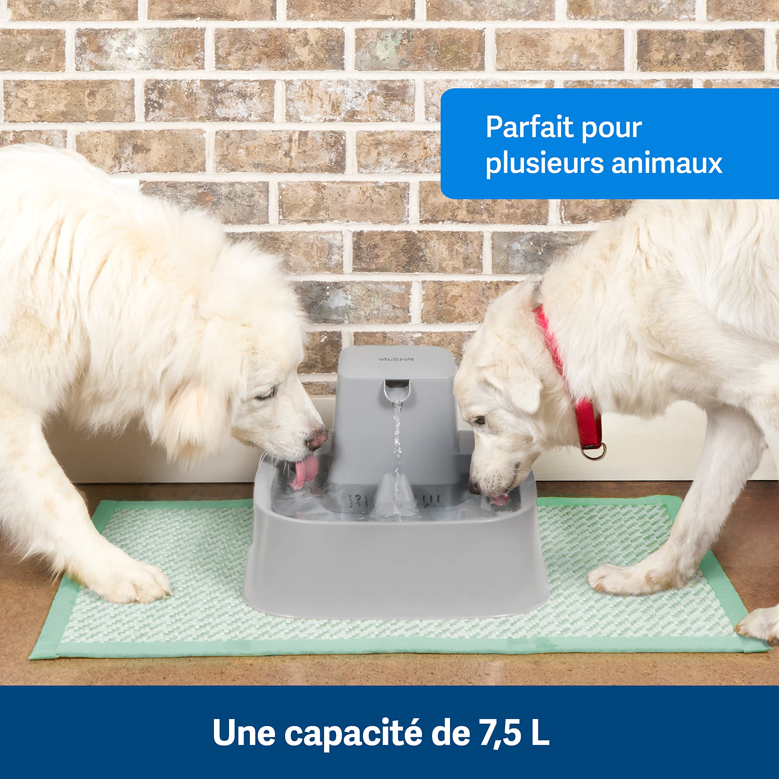 PetSafe Drinkwell Fontaine, 7,6L