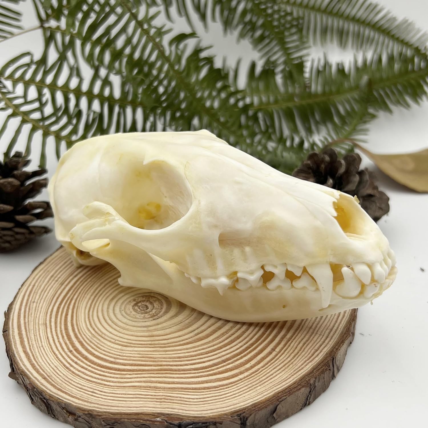 Taxidermy Real Animals Skull Decor - Model Animals Bones Specimen,Taxidermy Supplies for Science Education,Collection (Fox)