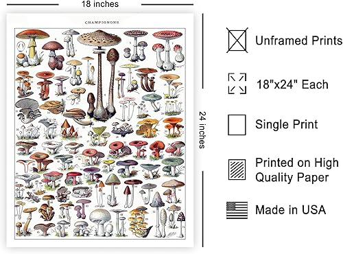 Miniatura 586 de Poster Master Póster vintage de orquídea, estampado de flores retro, arte de pared de plantas exóticas, arte botánico, regalo para hombres y