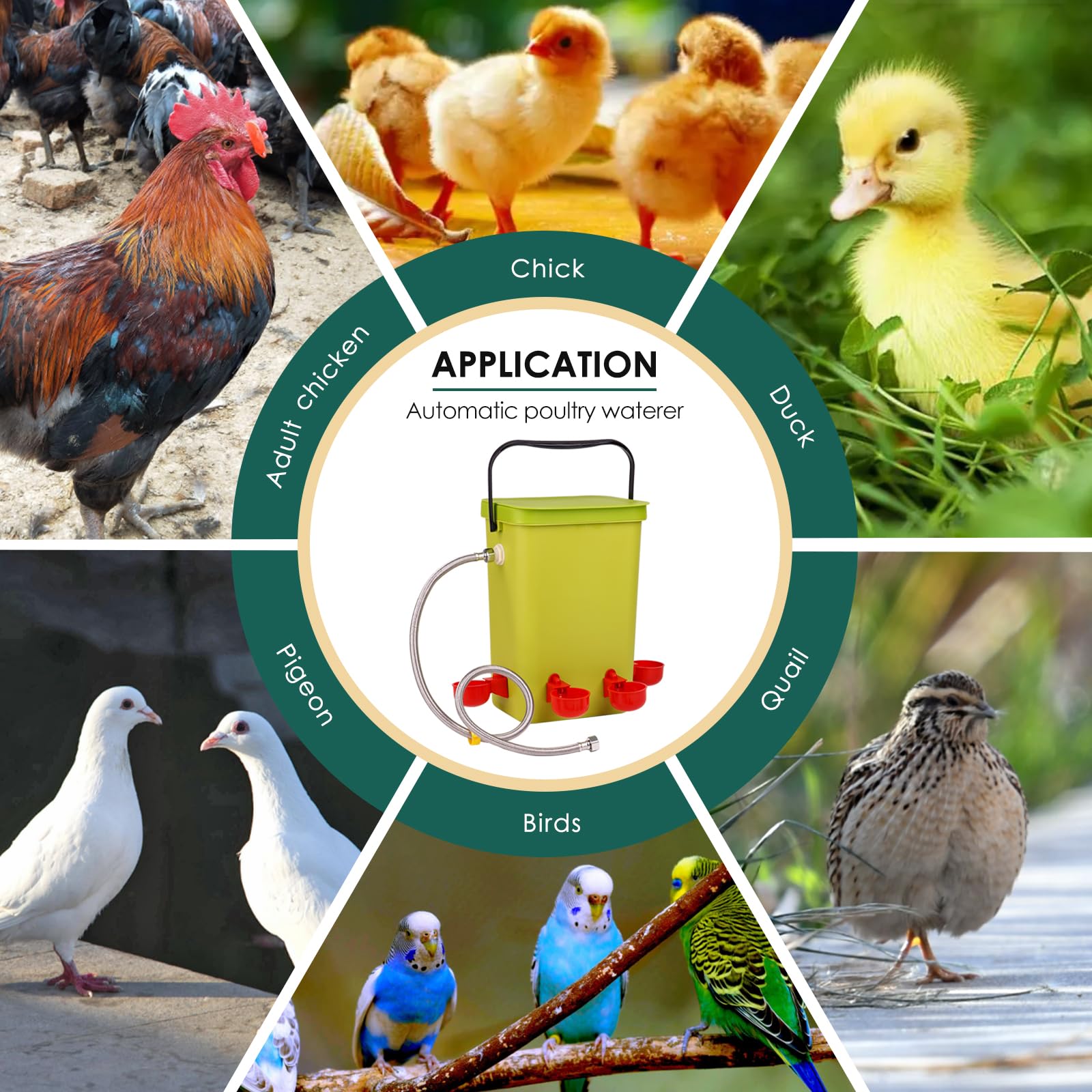 Regadera automática de pollo con válvula flotante, bebedero colgante de 3.2 galones con 6 tazas de agua, dispensador de agua grande de codorniz, pavo, ganso, gallinero