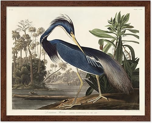 Miniatura 88 de Poster Master Póster vintage de colibríes, impresión de formas de arte retro en la naturaleza, arte de pájaros, regalo para él, ella y amante de los