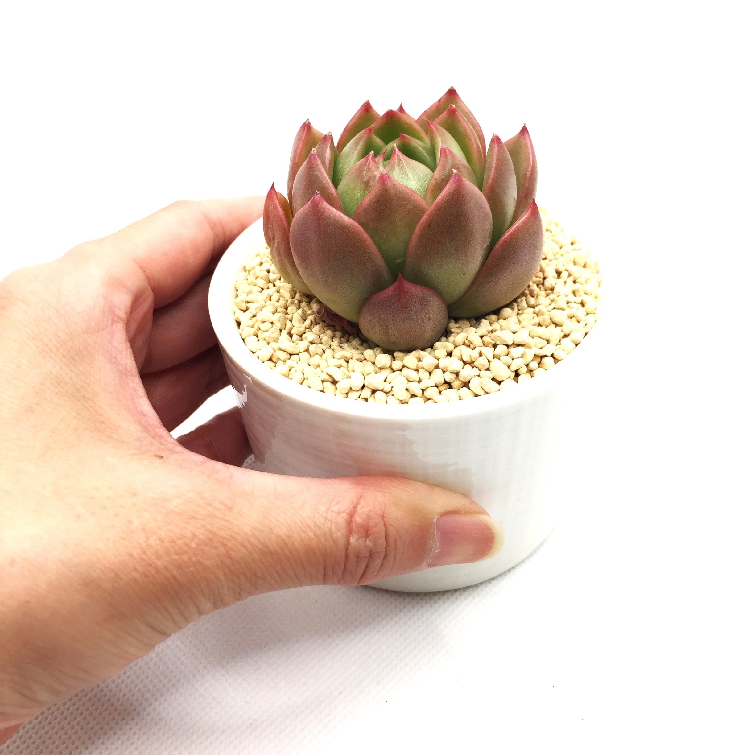 Amazon.co.jp: アイスシティ 多肉植物7.5㎝ポッ ト エケベリア 根付苗